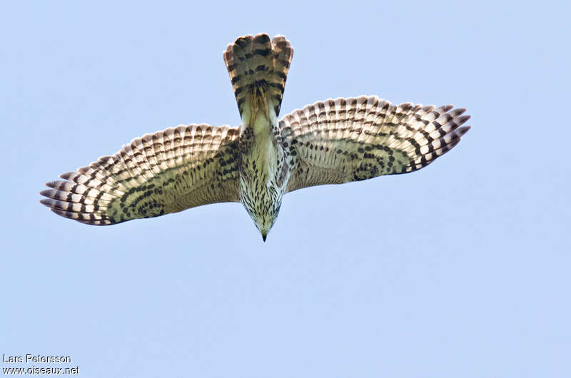 Black Sparrowhawkjuvenile, Flight