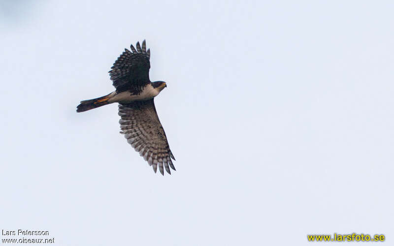 Black Sparrowhawkadult, Flight