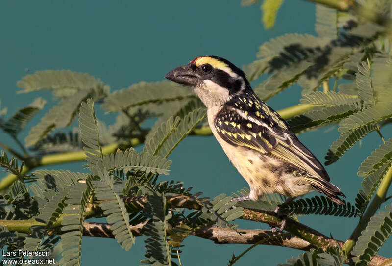 Red-fronted Barbet female adult, identification