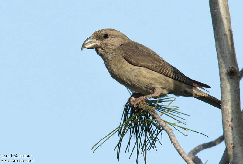 Red Crossbill female Second year, identification