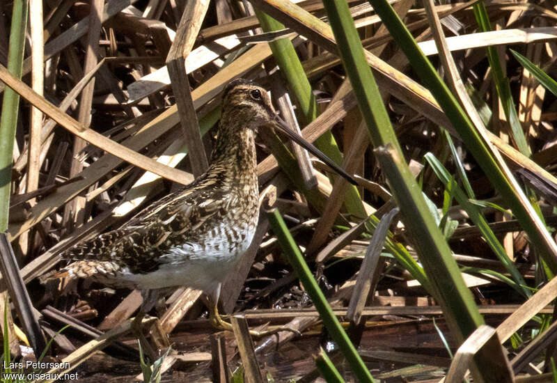 African Snipe, camouflage, pigmentation