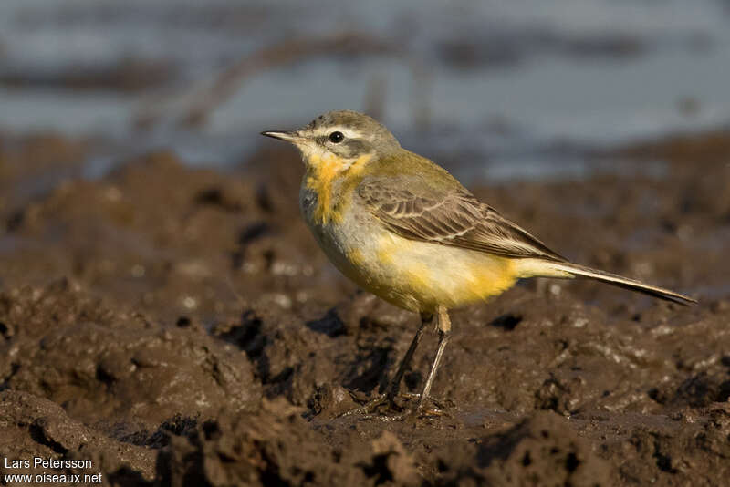 Western Yellow WagtailFirst year, moulting, pigmentation