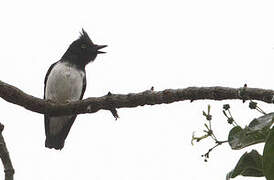 Black-and-white Shrike-flycatcher