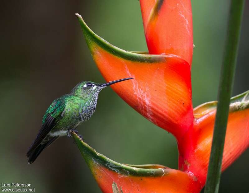 Green-crowned Brilliant female adult, eats