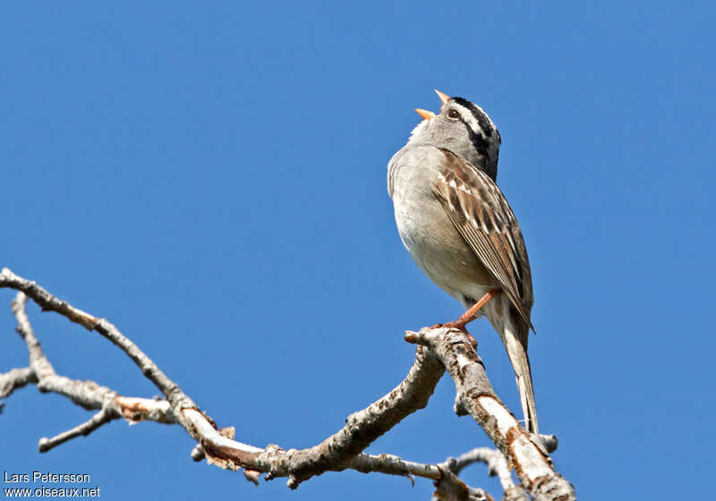 White-crowned Sparrow male adult breeding, song