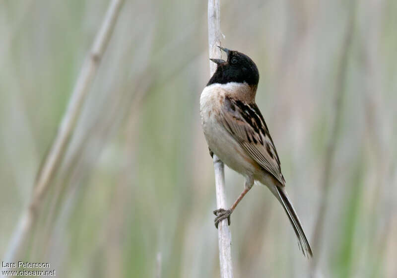 Japanese Reed Bunting male adult, song
