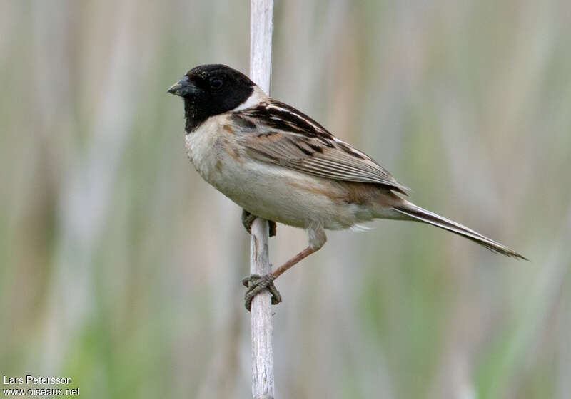 Japanese Reed Bunting male adult, identification
