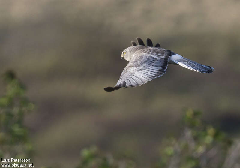 Northern Harrier male subadult, pigmentation, Flight