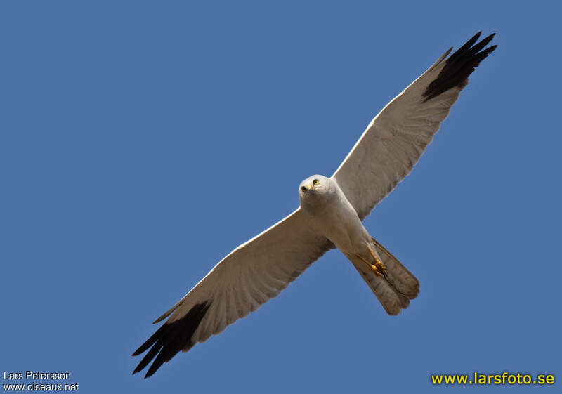 Pallid Harrier male adult, Flight