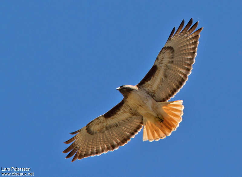Red-tailed Hawkadult, Flight
