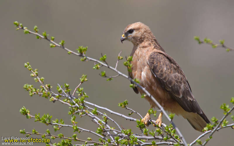 Buse variable, identification, pigmentation