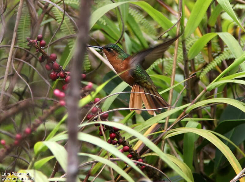 Rufous-breasted Sabrewing