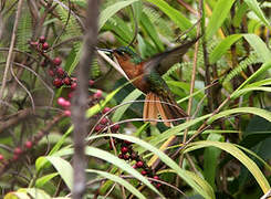 Rufous-breasted Sabrewing