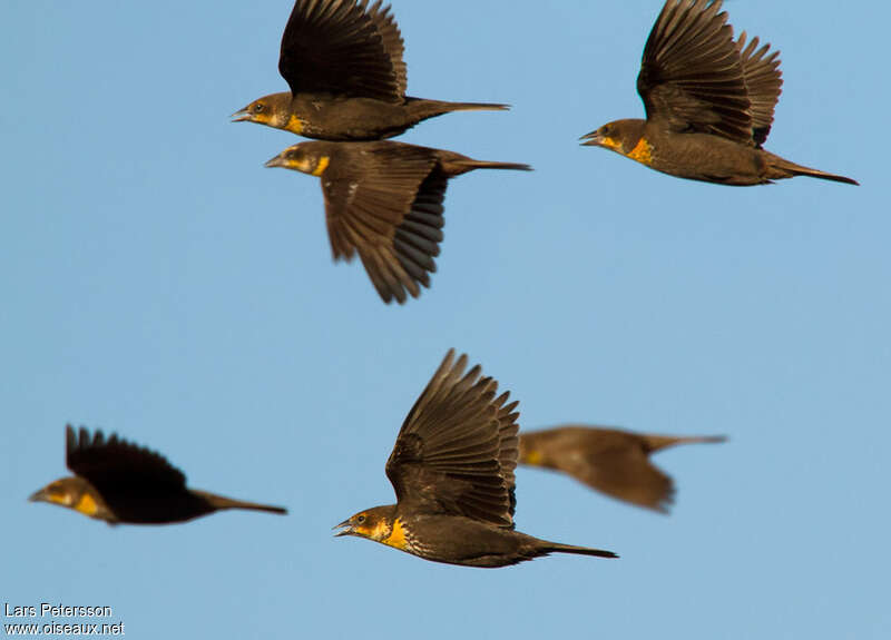 Yellow-headed Blackbird, pigmentation, Flight