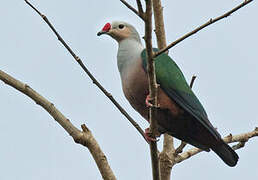 Red-knobbed Imperial Pigeon