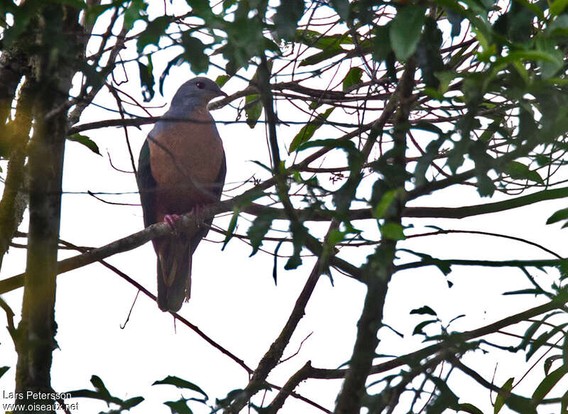 Rufescent Imperial Pigeon