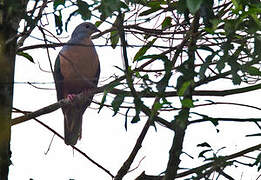 Rufescent Imperial Pigeon