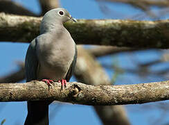Island Imperial Pigeon