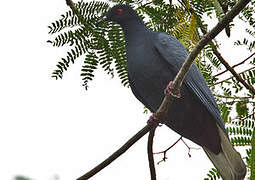 Black Imperial Pigeon