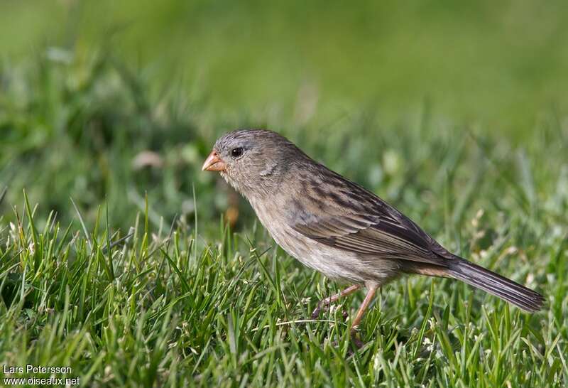 Plain-colored Seedeater female adult, identification