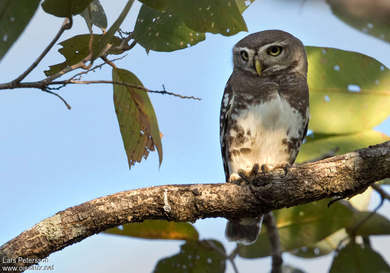 Forest Owletadult, identification