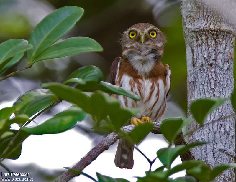 East Brazilian Pygmy Owladult, identification, song