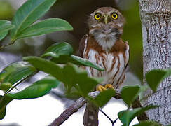 East Brazilian Pygmy Owl