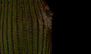 Chevêchette des saguaros
