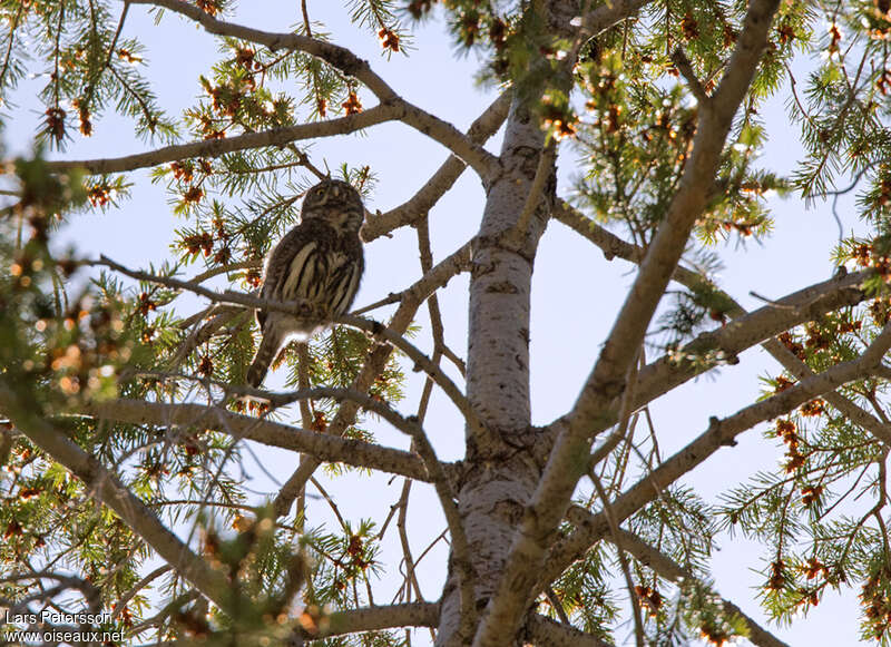 Mountain Pygmy Owl, habitat, pigmentation
