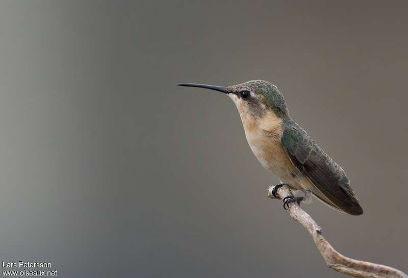 Colibri à queue courte femelle adulte, identification