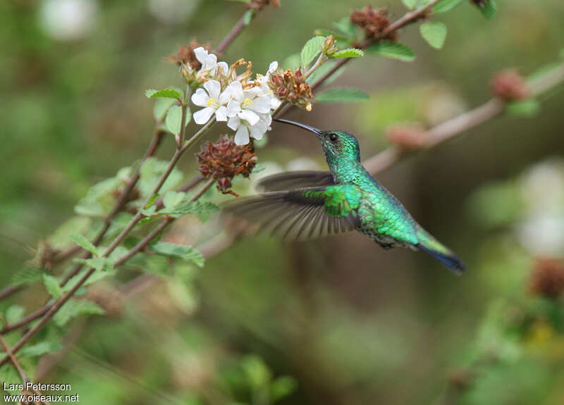 Shining-green Hummingbird female adult, identification