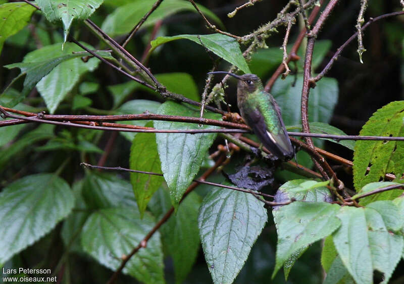 Colibri de Lafresnaye femelle, habitat, camouflage