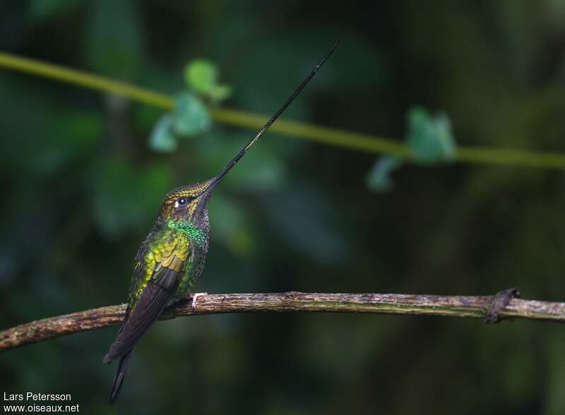 Colibri porte-épée mâle adulte, identification