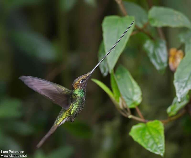 Sword-billed Hummingbird male adult, pigmentation, Flight