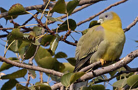Yellow-footed Green Pigeon