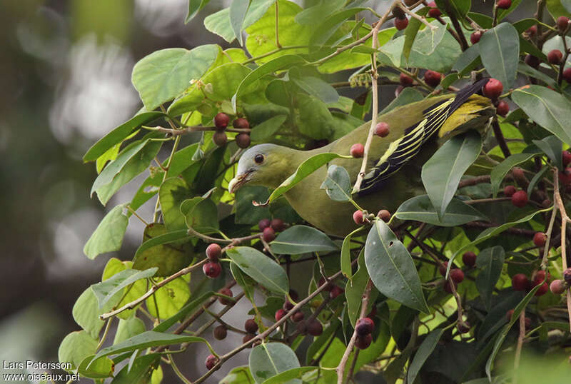 Flores Green Pigeon, habitat, pigmentation, feeding habits