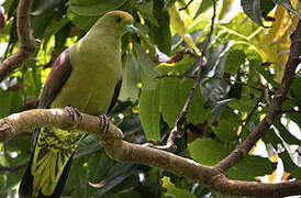 Whistling Green Pigeon
