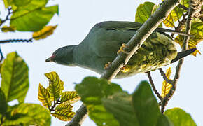 Pemba Green Pigeon