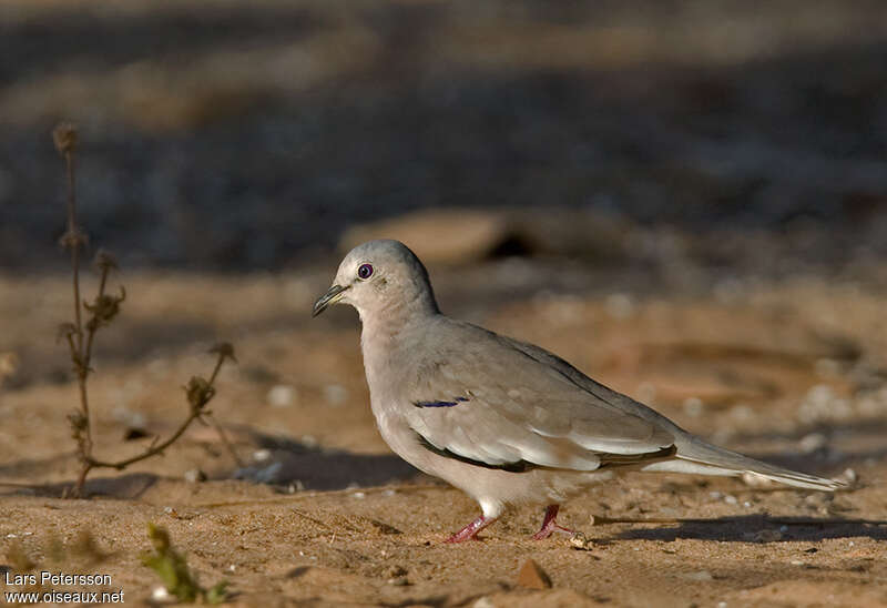 Picui Ground Doveadult, identification