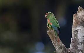 El Oro Parakeet