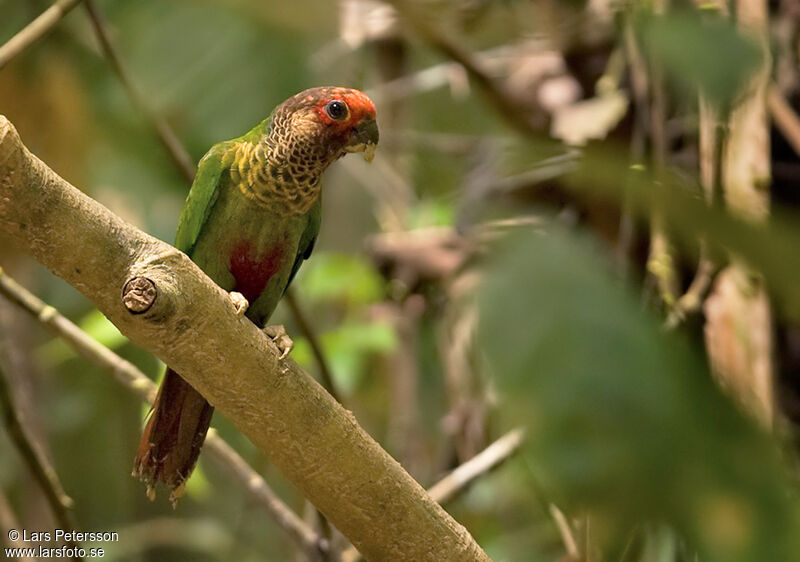 Rose-fronted Parakeet