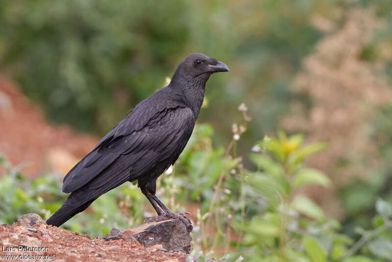 Fan-tailed Raven, pigmentation, Behaviour