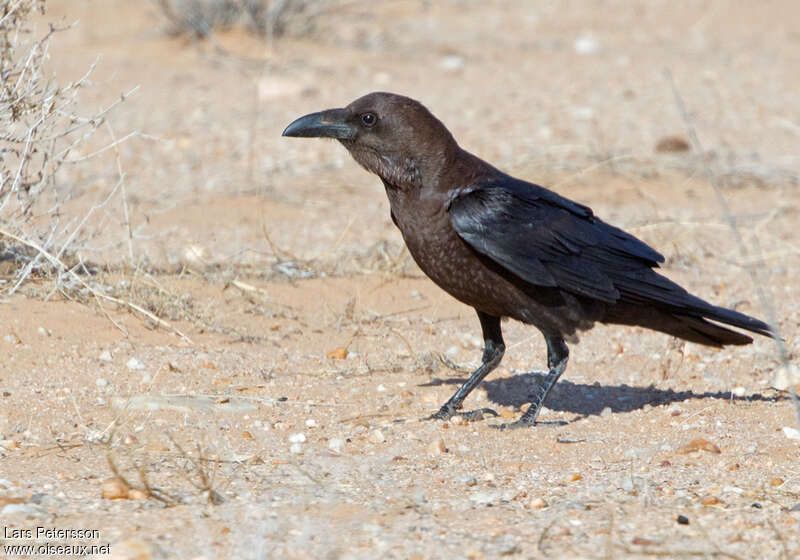 Corbeau brunadulte, identification