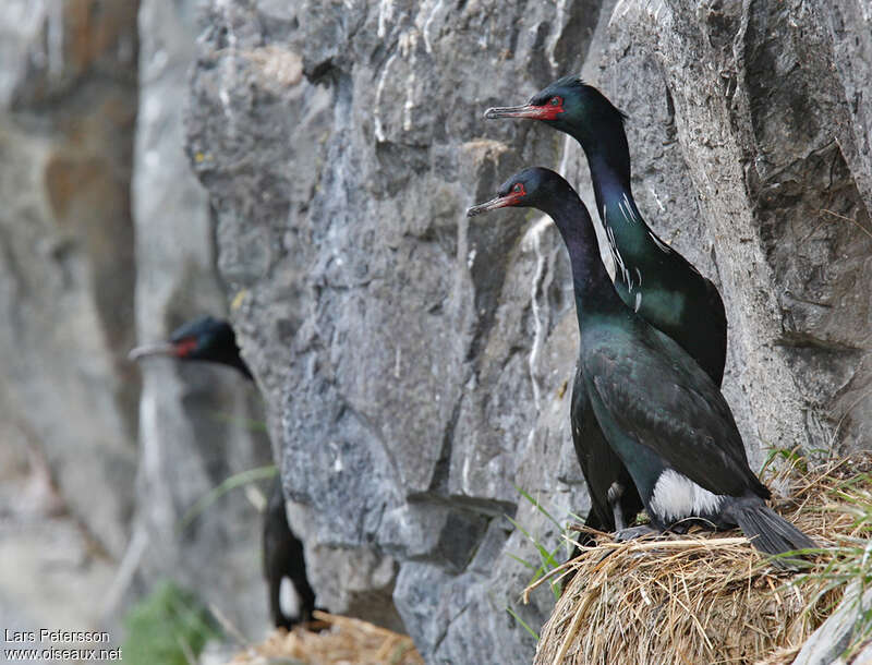 Cormoran pélagiqueadulte nuptial, habitat, pigmentation