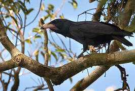 White-billed Crow