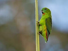Orange-fronted Hanging Parrot