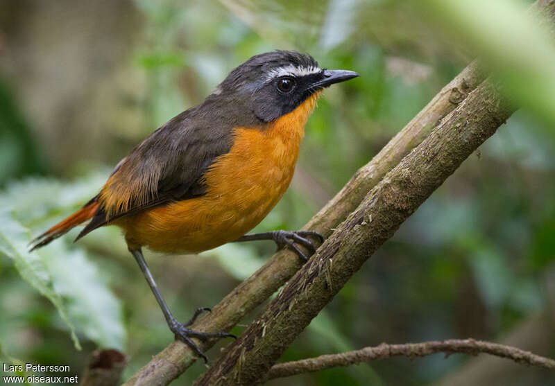 Mountain Robin-Chatadult, identification