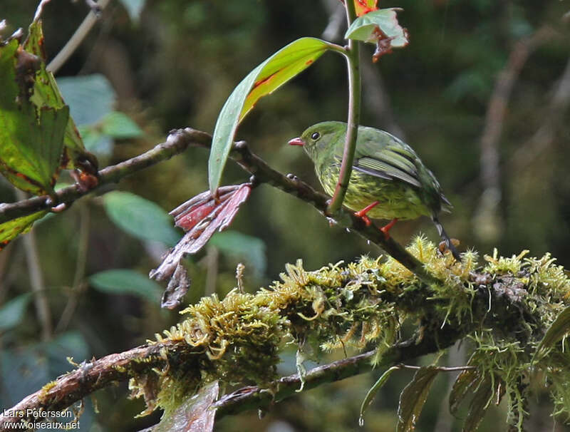 Green-and-black Fruiteater female adult, identification