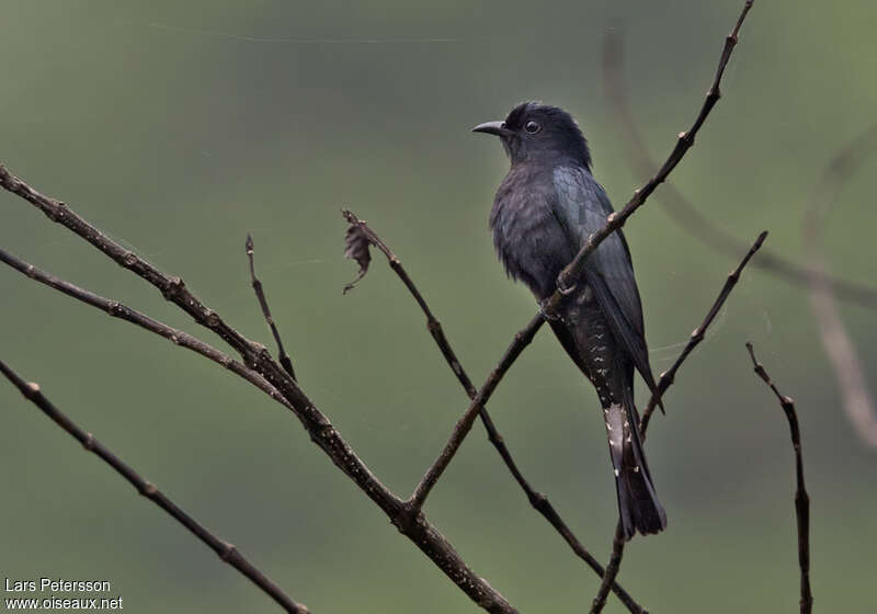 Fork-tailed Drongo-Cuckooadult, identification