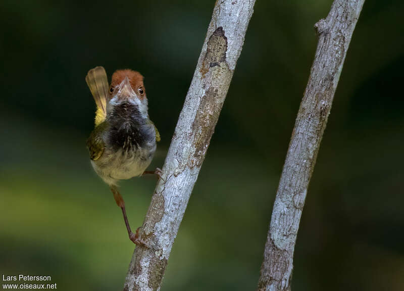 Dark-necked Tailorbird, close-up portrait